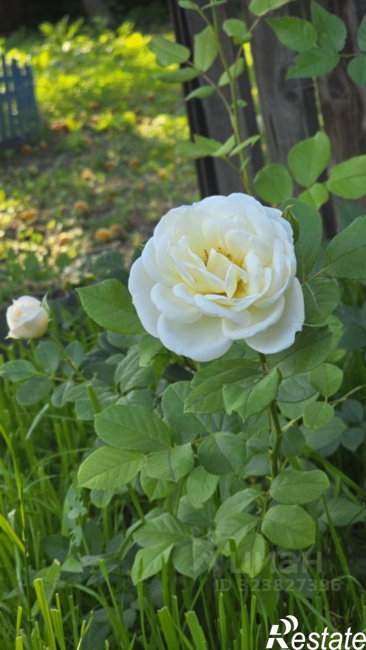 Коттедж/дом Болотная улица, 18,  д. 18